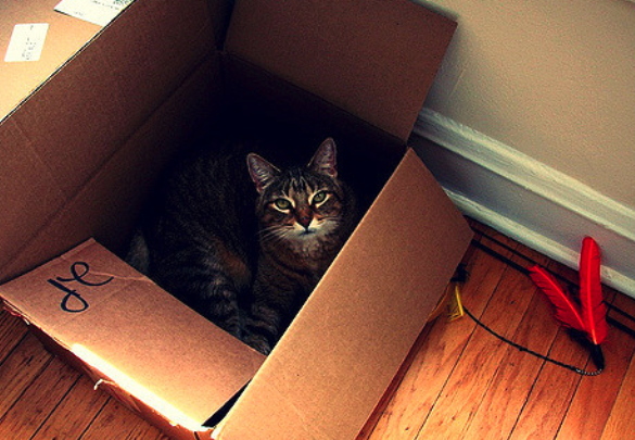 Katze in einem Umzugskarton